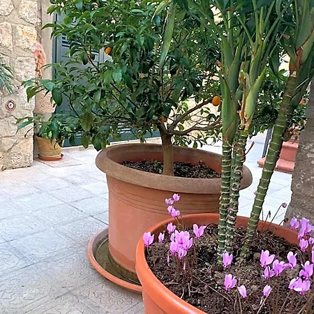 Hedera Capri