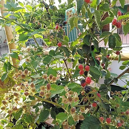 Hedera Capri Anacapri (Isola di Capri)