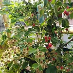 Hedera Capri
