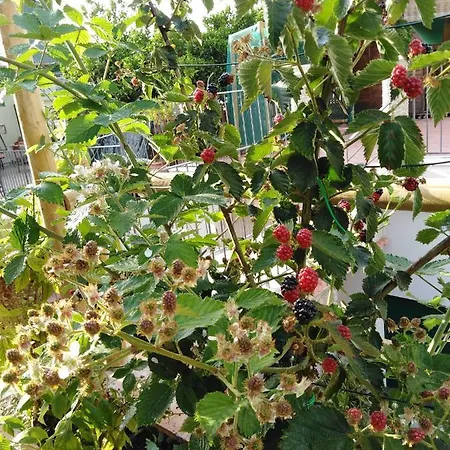 Hedera Capri