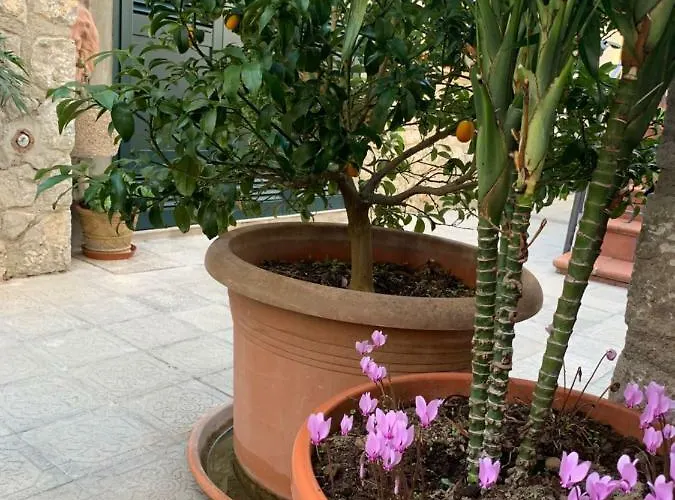 Hedera Capri Ανακάπρι